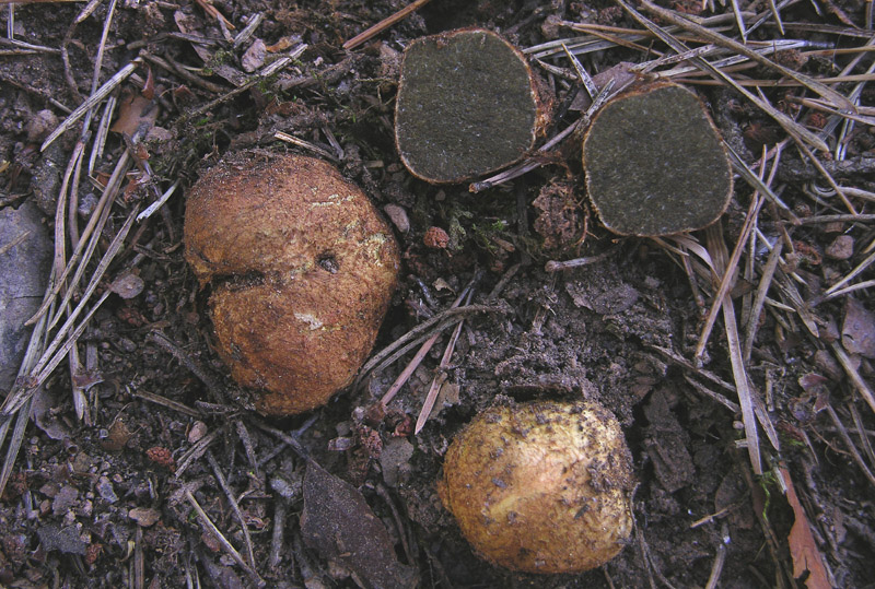 Gastromycetidae.